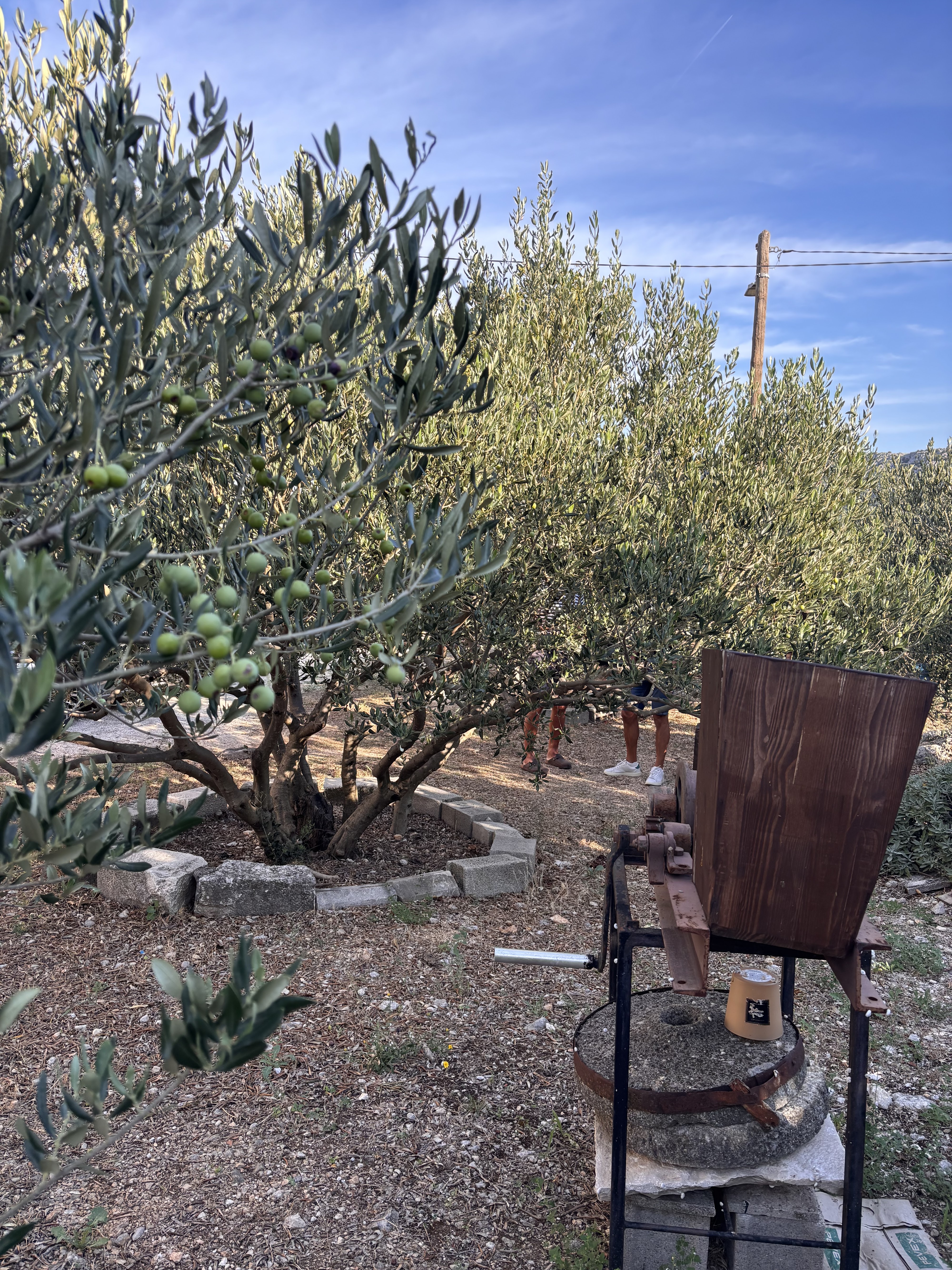 Domaće vino
