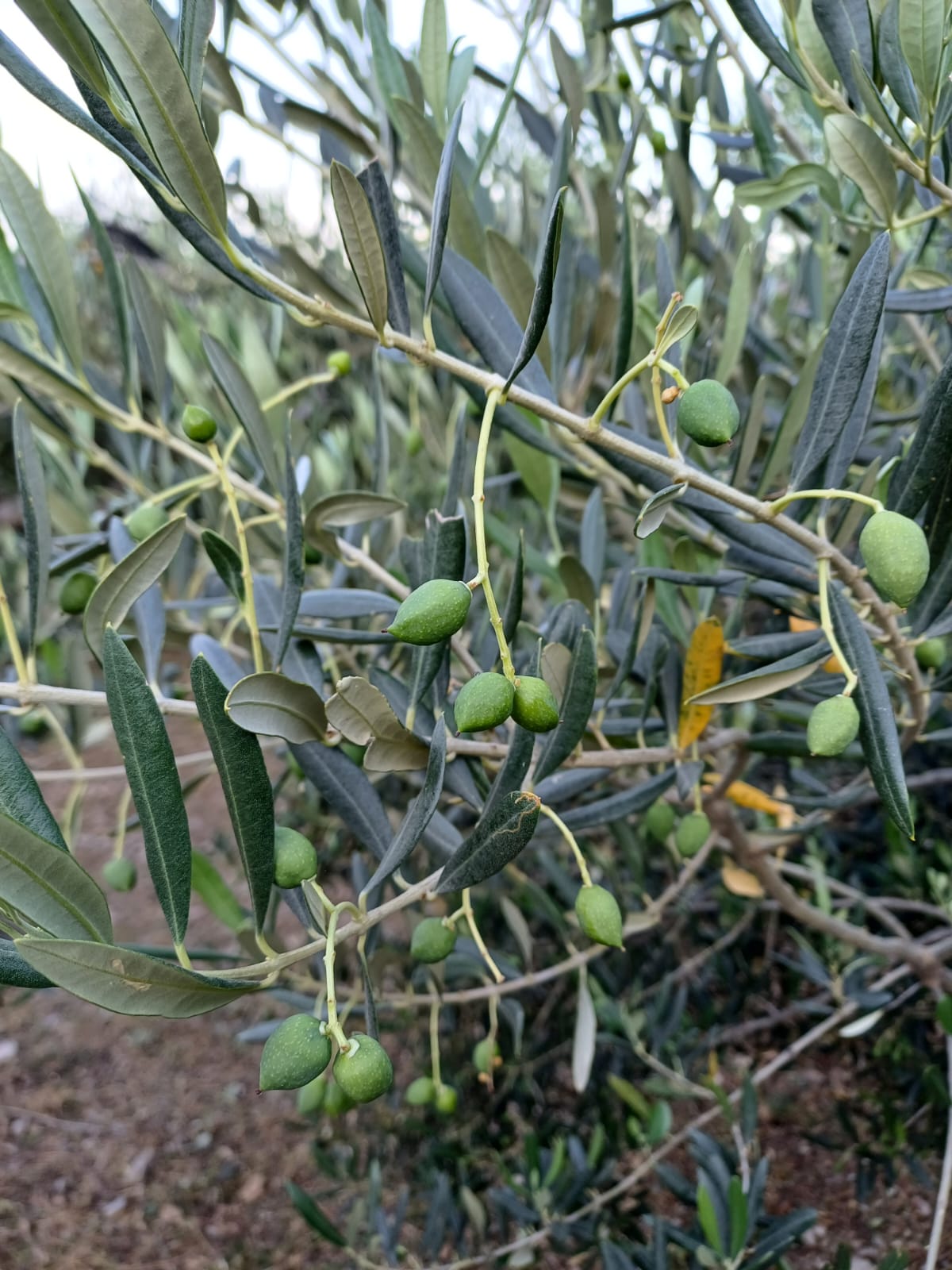 Domaće vino