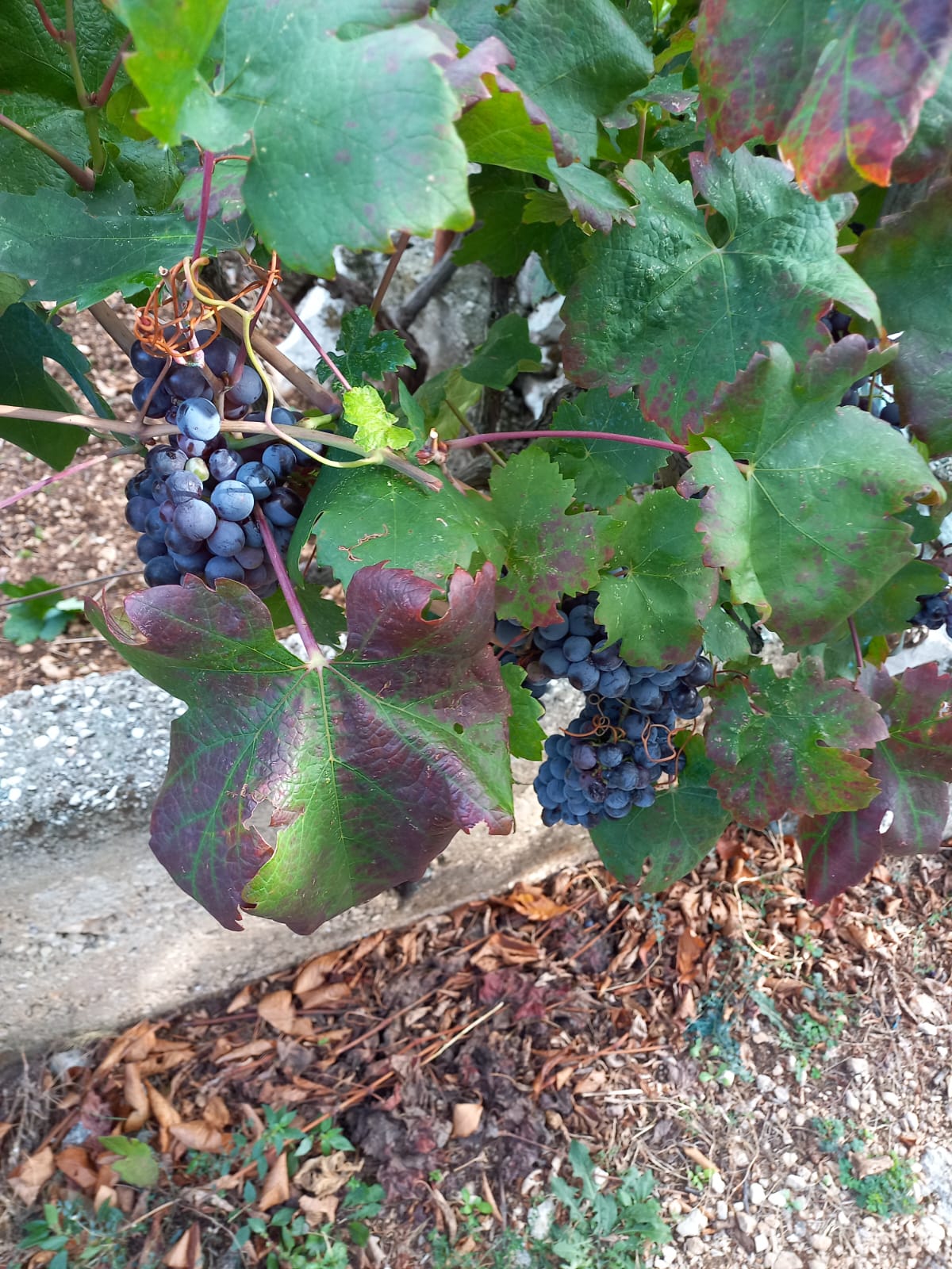 Domaće vino