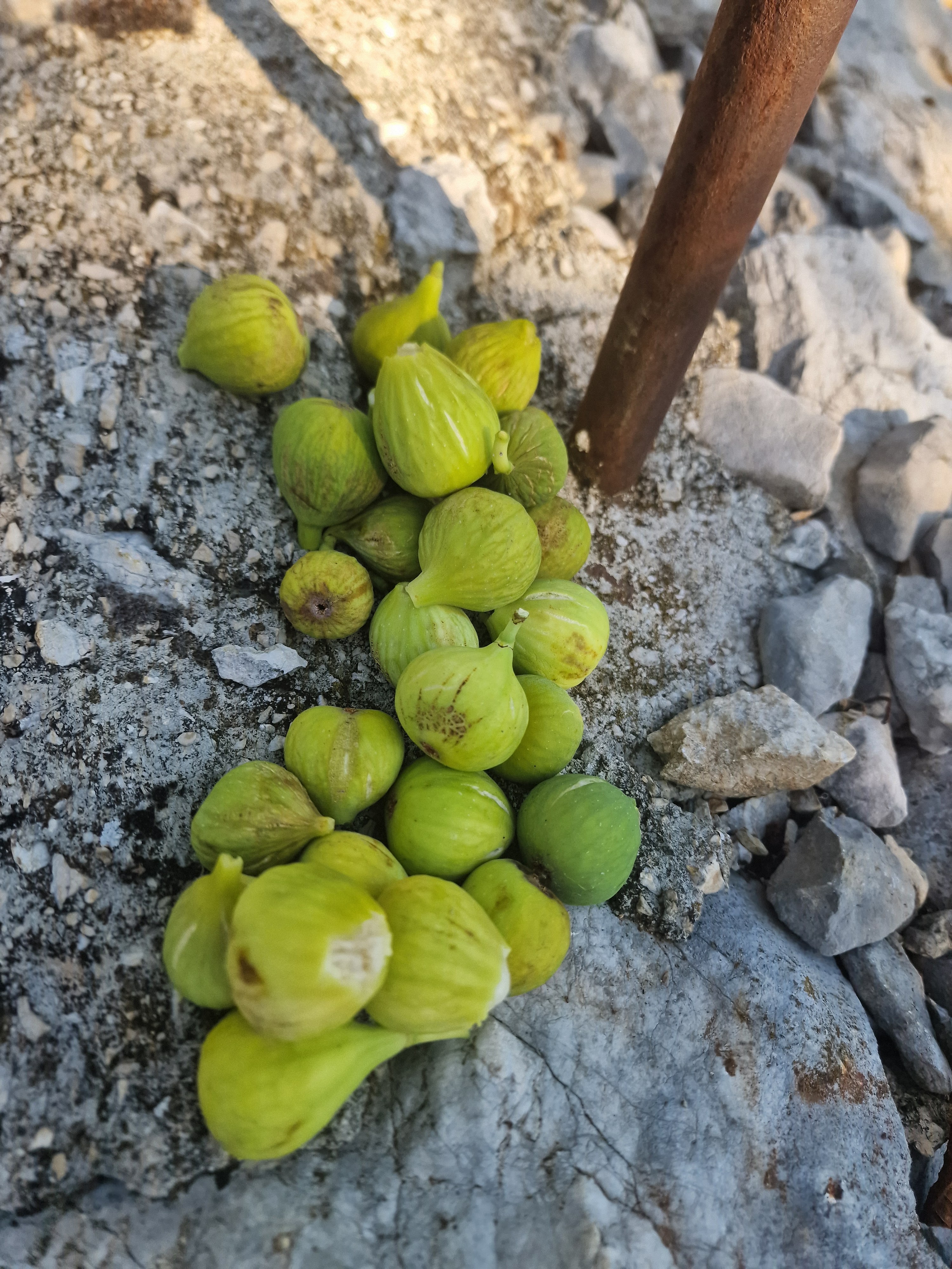 Domaće vino